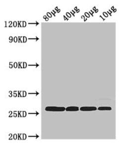 Invitrogen E. coli rpsB Polyclonal Antibody 100 &mu;g; Unconjugated:Antibodies,