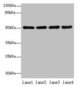 Invitrogen CEACAM1 Polyclonal Antibody 100 &mu;g; Unconjugated:Antibodies,