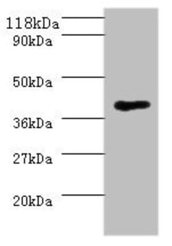 Invitrogen™ Saccharomyces cerevisiae MHT1 Polyclonal Antibody