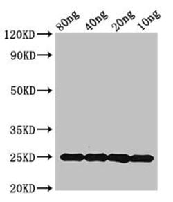 Invitrogen Mycobacterium tuberculosis MPT64 Polyclonal Antibody 100 &mu;g;