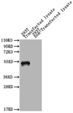 Mycobacterium tuberculosis MPT64 Polyclonal Antibody, Invitrogen&trade;