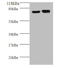Invitrogen E. coli ldcC Polyclonal Antibody 100 &mu;g; Unconjugated:Antibodies,