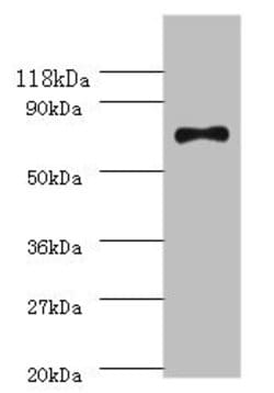 Invitrogen E. coli RecQ Polyclonal Antibody 100 &mu;g; Unconjugated:Anticorps,