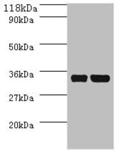 Invitrogen E. coli dcyD Polyclonal Antibody 100 &mu;g; Unconjugated:Antibodies,