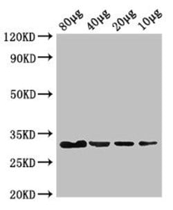 Invitrogen E. coli eutC Polyclonal Antibody 100 &mu;g; Unconjugated:Antibodies,