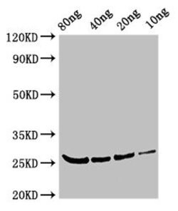 Invitrogen Betula pendula BETV4 Polyclonal Antibody 100 &mu;g; Unconjugated:Antibodies,