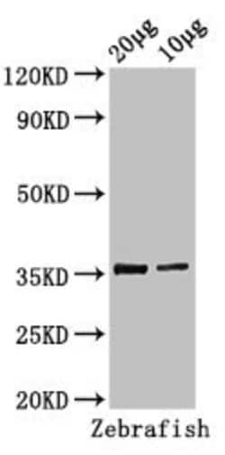 Invitrogen TAL1 Polyclonal Antibody 100 &mu;g | Buy Online | Invitrogen&trade; | Fisher Scientific