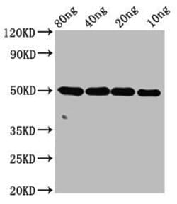 Invitrogen C1orf57 Polyclonal Antibody 100 &mu;g; Unconjugated:Antibodies,