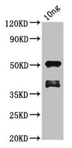 Invitrogen BRCA2 Polyclonal Antibody 100 &mu;g; Unconjugated:Antibodies,