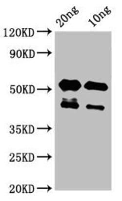 Invitrogen LATS2 Polyclonal Antibody 100 &mu;g; Unconjugated:Antibodies,