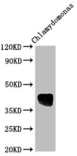 Invitrogen Chlamydomonas reinhardtii AOX1 Polyclonal Antibody 100 &mu;L;
