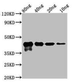Invitrogen Mycoplasma pneumoniae MPN-083 Polyclonal Antibody 100 &mu;L;