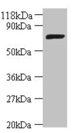 Invitrogen E. coli DNA ligase Polyclonal Antibody 100 &mu;g; Unconjugated:Antibodies,
