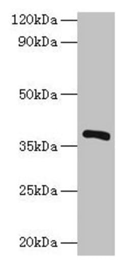 Bacillus subtilis iolG Polyclonal Antibody:Antibodies, Polyclonal
