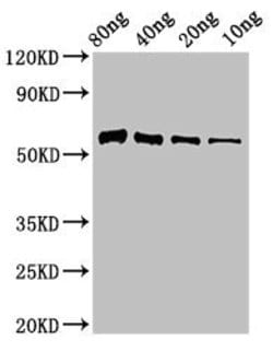 Invitrogen Paenibacillus thiaminolyticus Thiaminase-1 Polyclonal Antibody