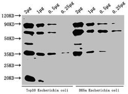 Invitrogen E. coli (strain K12) ppsA Polyclonal Antibody 100 &mu;L; Unconjugated:Antibodies,