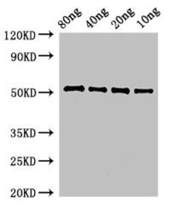 Invitrogen Bacillus subtilis pbpE Polyclonal Antibody 100 &mu;g; Unconjugated:Antibodies,