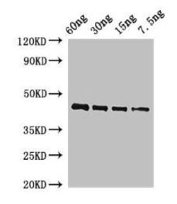 Invitrogen Arabidopsis thaliana OSM34 Polyclonal Antibody 100 &mu;g; Unconjugated:Antibodies,