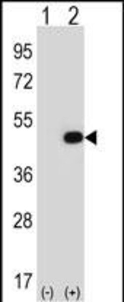 Invitrogen eIF2b gamma Polyclonal Antibody 400 &mu;L; Unconjugated:Antibodies,