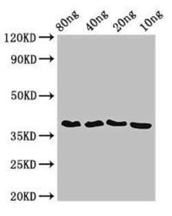 Invitrogen Wolbachia pipientis FtsZ Polyclonal Antibody 100 &mu;g; Unconjugated:Antibodies,