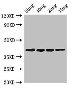 Invitrogen Mycoplasma pneumoniae pepF Polyclonal Antibody 100 &mu;g; Unconjugated:Antibodies,