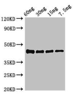 Invitrogen Vibrio parahaemolyticus serotype O3:K6 ompK Polyclonal Antibody 100 &mu;g | Buy Online | Invitrogen&trade; | Fisher Scientific