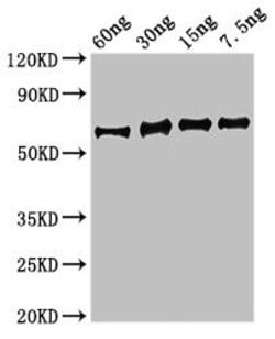Invitrogen Staphylococcus aureus Enolase Polyclonal Antibody 100 &mu;g;