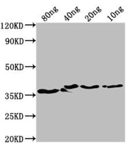 Invitrogen E. coli bepA Polyclonal Antibody 100 &mu;L; Unconjugated:Antibodies,