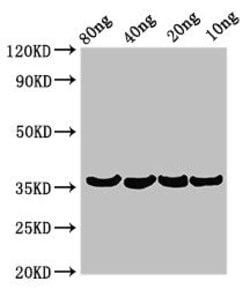 Invitrogen Lysobacter enzymogenes Beta-lytic metalloendopeptidase Polyclonal