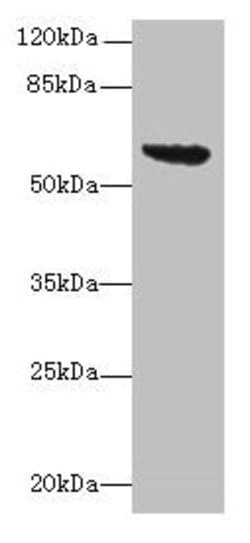 Invitrogen E. coli tar Polyclonal Antibody 100 &mu;g; Unconjugated:Antibodies,