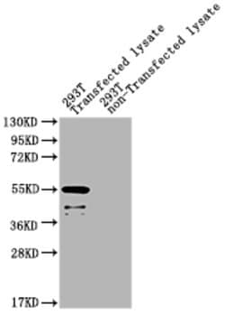 Invitrogen Staphylococcus aureus Exfoliative toxin A Polyclonal Antibody