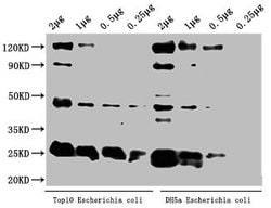 Invitrogen E. coli (strain K12) alaA Polyclonal Antibody 100 &mu;L; Unconjugated:Antibodies,