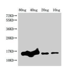 Invitrogen E. coli (strain K12) grxD Polyclonal Antibody 100 μL; Unconjugated:Antibodies,