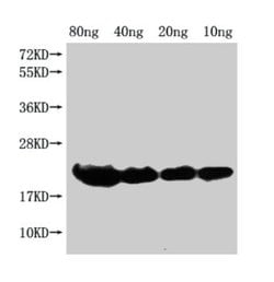 Invitrogen E. coli (strain K12) H-NS Polyclonal Antibody 100 &mu;L; Unconjugated:Antikörper