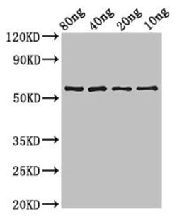 Invitrogen Synechococcus sp. phr Polyclonal Antibody 100 &mu;g; Unconjugated:Antibodies,
