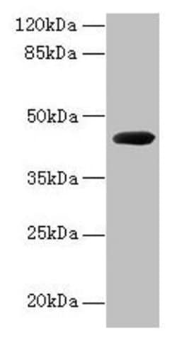 Invitrogen Pseudomonas sp. CPG2 Polyclonal Antibody 100 &mu;g; Unconjugated:Antibodies,