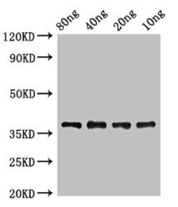 Invitrogen E. coli Lipoate-protein ligase A Polyclonal Antibody 100 &mu;g;