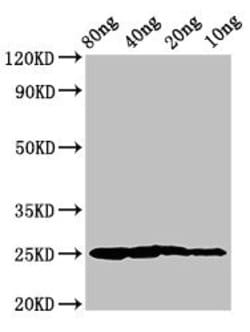 Invitrogen Salmo salar Vertebrate ancient opsin Polyclonal Antibody 100