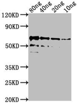Azotobacter vinelandii algL Polyclonal Antibody:Antibodies, Polyclonal