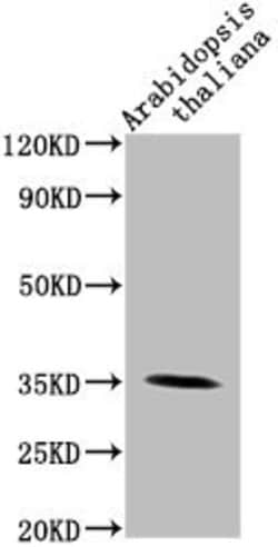 Invitrogen Arabidopsis thaliana PAP1 Polyclonal Antibody 100 &mu;L; Unconjugated:Antibodies,
