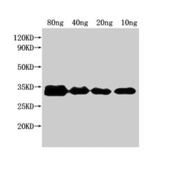 Invitrogen E. coli (strain K12/DH10B) NfuA Polyclonal Antibody 100 &mu;L | Buy Online | Invitrogen&trade; | Fisher Scientific