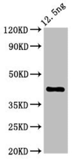 Invitrogen Arabidopsis thaliana ZAR1 Polyclonal Antibody 100 &mu;g; Unconjugated:Antibodies,
