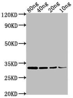 Rickettsia japonica OMP Polyclonal Antibody