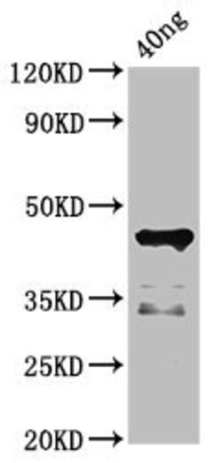 Invitrogen Desulfotalea psychrophila DNA ligase Polyclonal Antibody 100