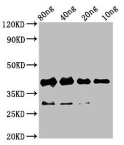Invitrogen RBM24 Polyclonal Antibody 100 &mu;g; Unconjugated:Antibodies,