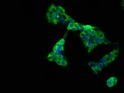 Invitrogen CD300g Polyclonal Antibody 100 &mu;g; Unconjugated:Antibodies,