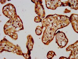 Invitrogen CD300g Polyclonal Antibody 100 &mu;g; Unconjugated:Antibodies,