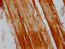 Invitrogen RANBP10 Polyclonal Antibody 100 &mu;g; Unconjugated:Antibodies,