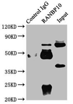 Invitrogen RANBP10 Polyclonal Antibody 100 &mu;g; Unconjugated:Antibodies,