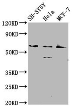 Invitrogen RANBP10 Polyclonal Antibody 100 &mu;g; Unconjugated:Antibodies,